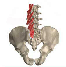 Multifidus