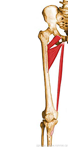 Adduktory stehna